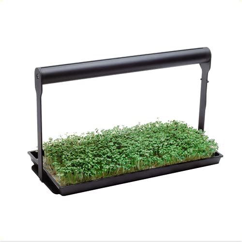Best Microgreen Growing Kit