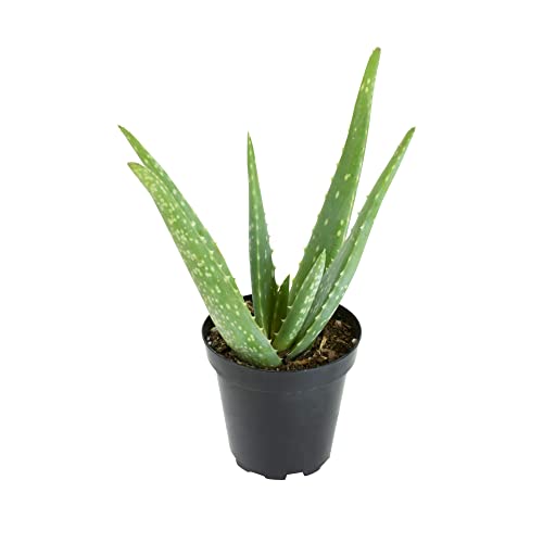 Best Pot For Aloe Plant